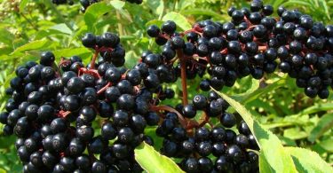 Est ce que le sureau est toxique