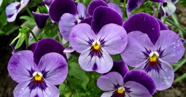 Est ce que les violettes sont comestibles