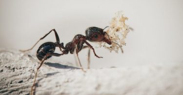 Pourquoi la craie repousse les fourmis