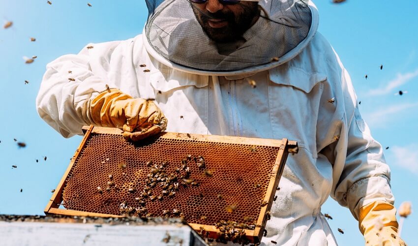 Pourquoi les apiculteurs sont habilles en blanc