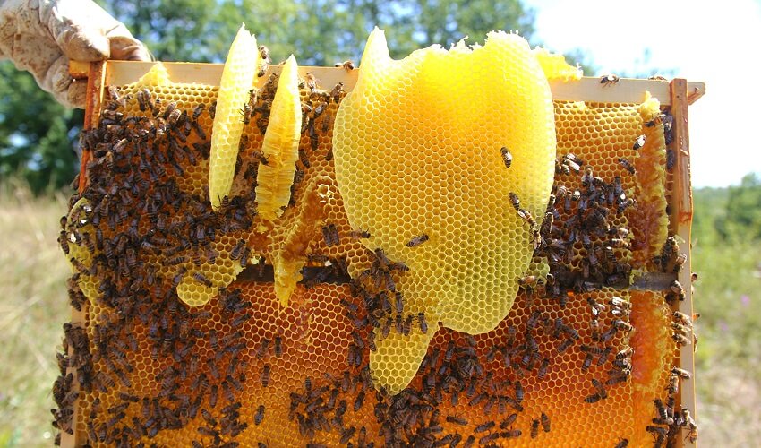 Pourquoi les ruches sont hexagonales