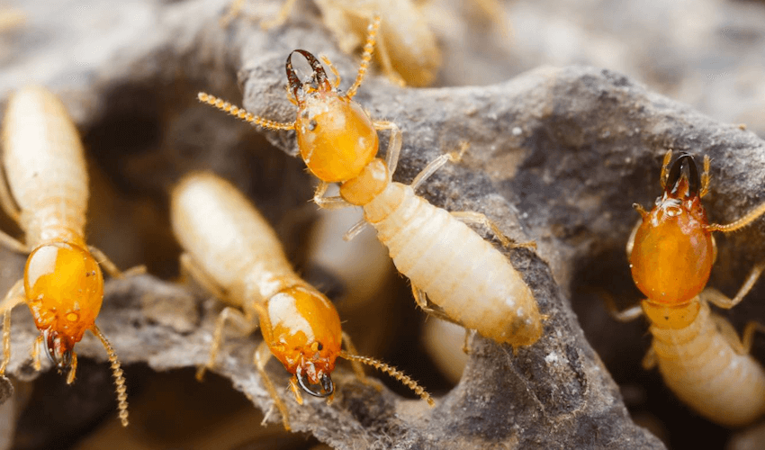 Pourquoi les termites mangent le bois
