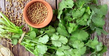 Peut on congeler de la coriandre