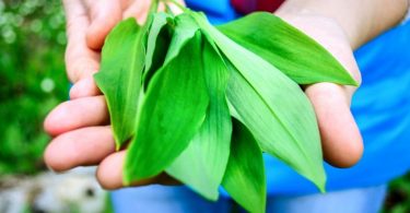 Peut on congeler de lail sauvage