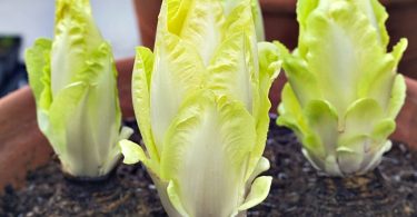 Peut on congeler la chicoree