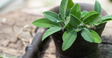 Peut on congeler la sauge