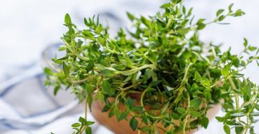 Peut on congeler le thym