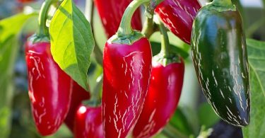 Peut on congeler les piments