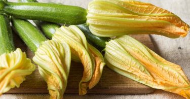 Peut on congeler des fleurs de courgette
