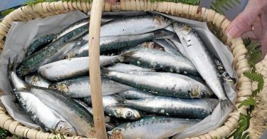 Peut on congeler des sardines fraiches