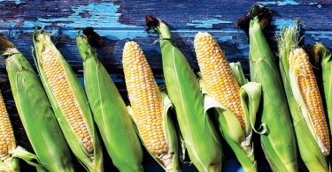 Peut on congeler du mais en epi