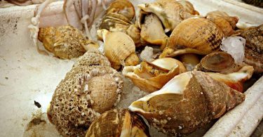 Peut on congeler les buccins