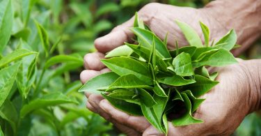 Peut on congeler les feuilles de the