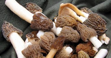 Peut on congeler les morilles