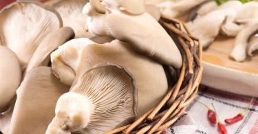 Peut on congeler les pleurotes