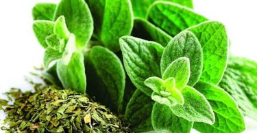 Peut on congeler lorigan